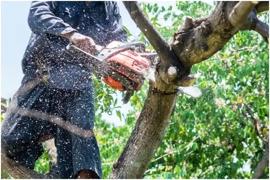 tree services Riverview